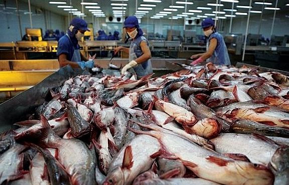 Cá da trơn Việt đã rộng đường “bơi” sang Mỹ