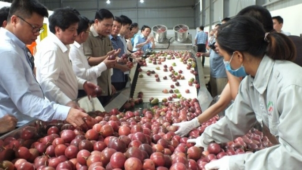 Vietnam to export passion fruits to China from July 1