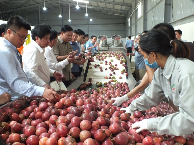 Vietnam to export passion fruits to China from July 1