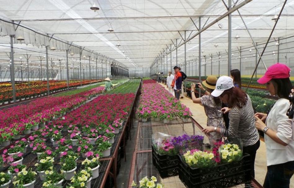 Thúc đẩy trồng hoa giá trị cao cho nông dân Việt Nam