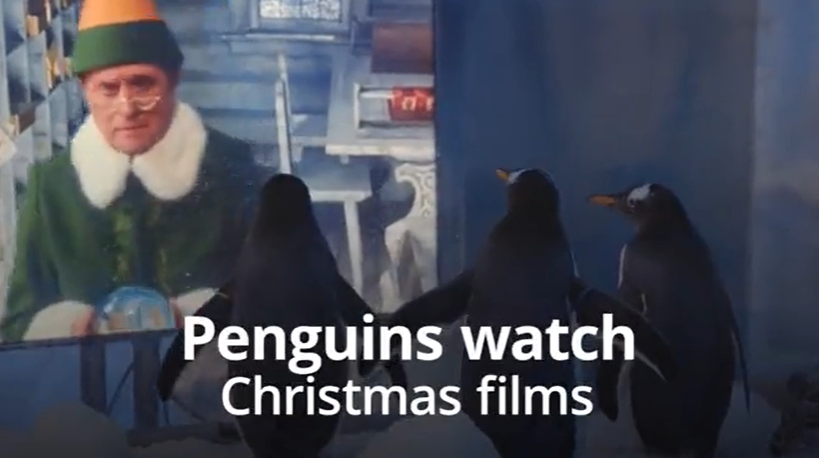 Sụt giảm khách tham quan, công viên tìm cách 'giải khuây' cho… chim cánh cụt