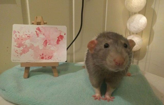 Chú chuột họa sĩ đang gây sốt trên mạng xã hội