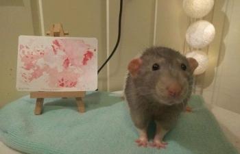 Chú chuột họa sĩ đang gây sốt trên mạng xã hội
