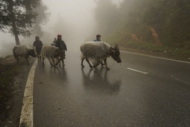 Trời rét đậm rét hại, nông dân nhiều xã ở Sa Pa đưa đàn trâu xuống các nơi vùng thấp ấm hơn ở Bát Xát, Bảo Thắng, Tam Đường chống giá lạnh