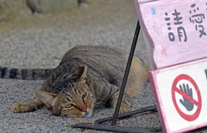 Ngôi làng Đài Loan (Trung Quốc) được “cứu” bởi hàng trăm chú mèo đi lạc