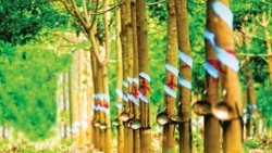 Xuất khẩu ngày 24-28/1: Doanh nghiệp bận rộn với đơn hàng đầu năm; xuất khẩu cao su lập kỷ lục về kim ngạch