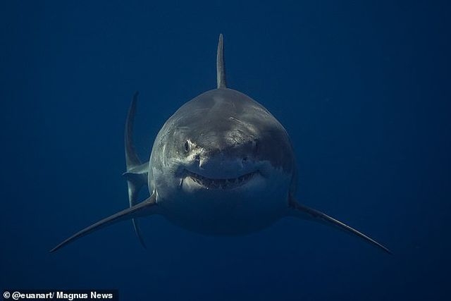 Cặp cá voi sát thủ 'xử đẹp' 20 con cá mập quý hiếm ở Nam Phi