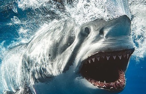 Bức ảnh gợi nhớ sự kinh hoàng của hàm cá mập