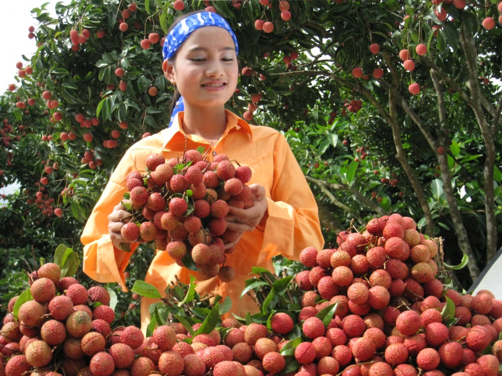 Five local firms to export lychees to Japan