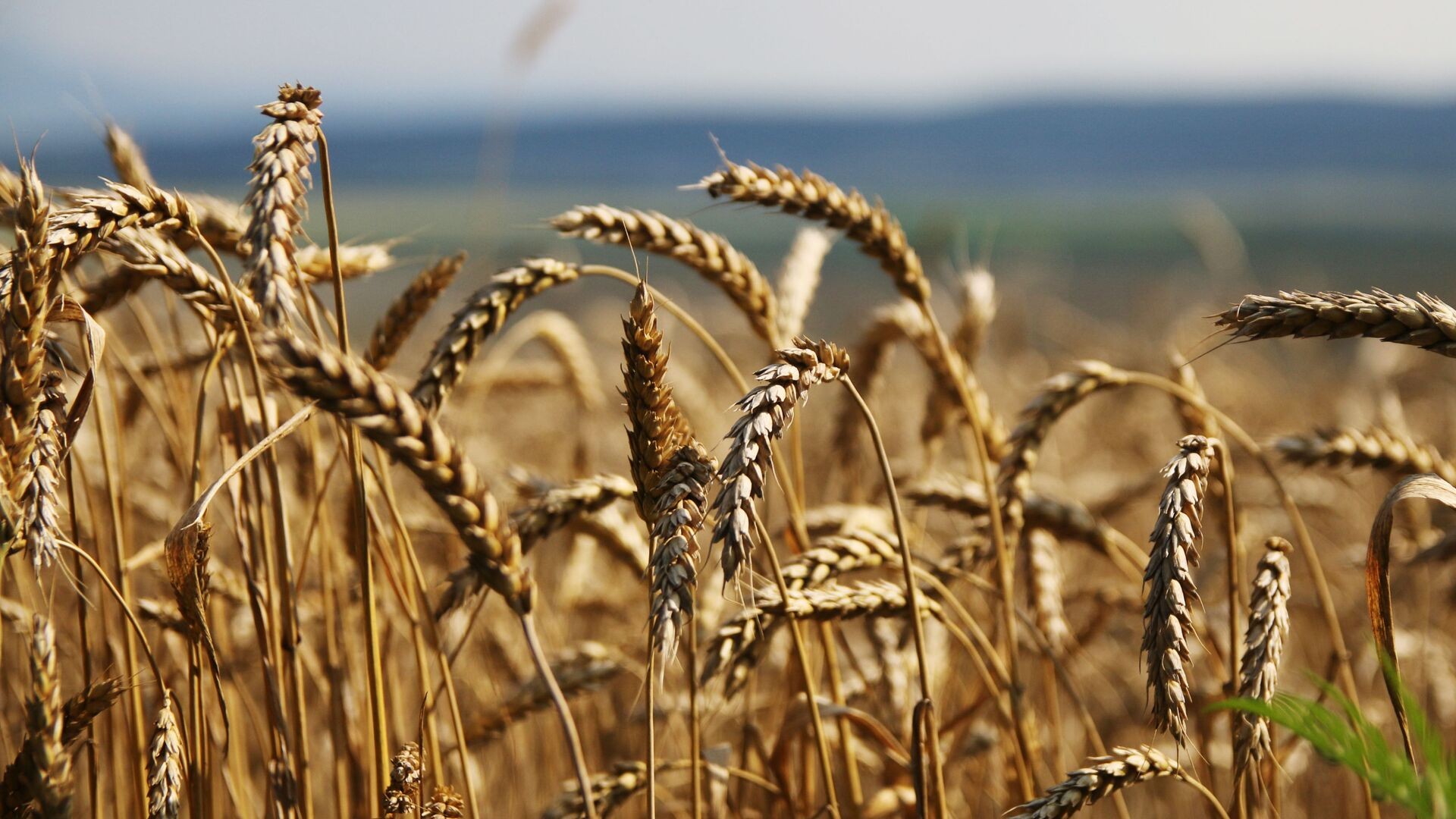 Myanmar dự định tăng nhập khẩu lúa mì từ Nga. (Nguồn: Sputnik)