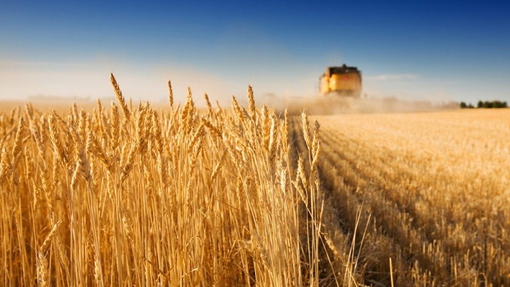 EU hy vọng nối lại xuất khẩu ngũ cốc từ Ukraine bằng đường biển. (Nguồn: Getty Images)