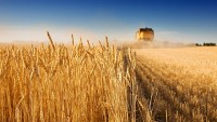 Gia hạn thỏa thuận ngũ cốc: Nga nhất trí, kèm điều kiện; lộ phản ứng của Ukraine