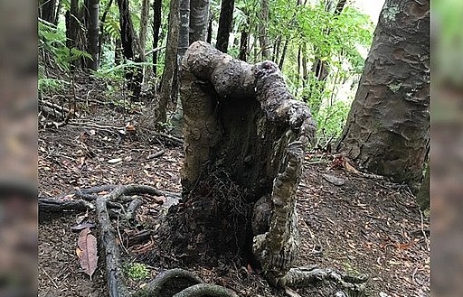 Cây “ma cà rồng” kì lạ ở New Zealand