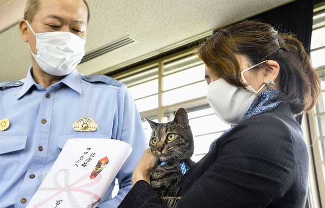 Chú mèo Nhật Bản được vinh danh vì cứu người bị ngã xuống cống