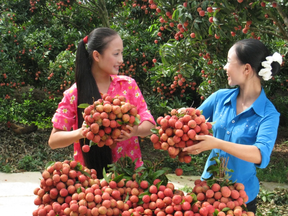 Vải thiều lục ngạn Bắc Giang. 4249 vyi thiyu byc giang