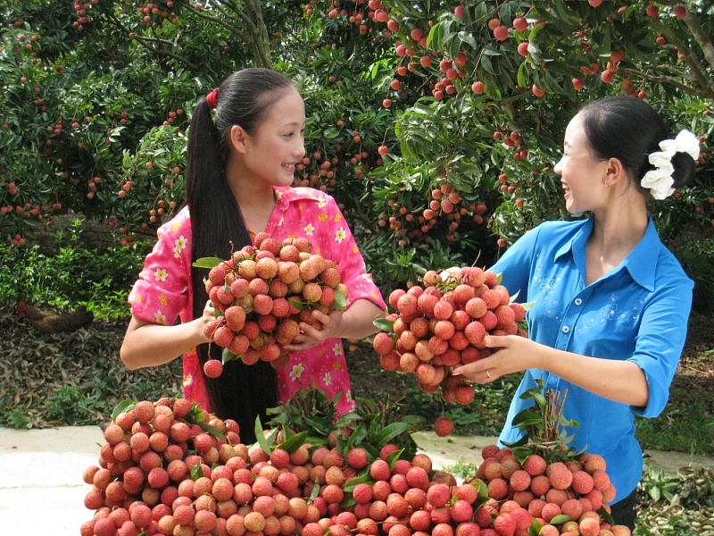 Vải thiều lục ngạn Bắc Giang. (Nguồn: Đảng Cộng sản)