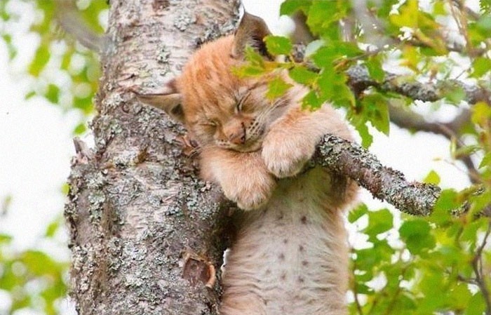 Kinh ngạc khả năng ngủ trên cây tài tình của những chú mèo
