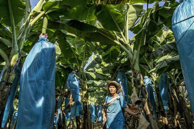 Các doanh nghiệp Trung Quốc đang tham gia rất nhiều vào hoạt động trồng chuối ở Myanmar (Nguồn: Frontier Myanmar)