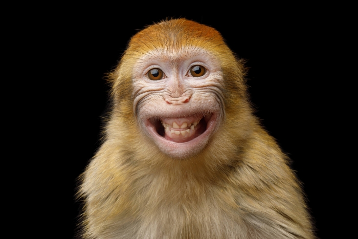 Khoảnh khắc hài hước động vật: Động vật luôn là nguồn cảm hứng vô tận cho chúng ta. Click vào để xem những khoảnh khắc hài hước động vật để cười và cảm nhận sự vui nhộn từ các bạn động vật đáng yêu.