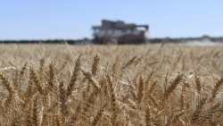 Thỏa thuận ngũ cốc: Nga 'dọn đường' đưa lúa mì ra thế giới, trụ cột kinh tế Mocow được bảo vệ