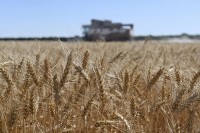 Nga lên tiếng về đàm phán khôi phục thỏa thuận ngũ cốc; Ukraine 