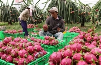 kim ngach xuat nhap khau viet nam lan dau vuot moc 500 ty usd