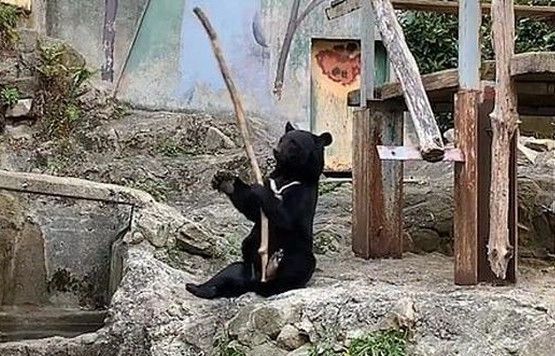 Bật cười với màn luyện võ của gấu đen trong vườn bách thú Asa