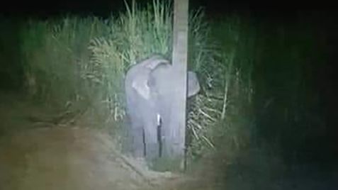 Bật cười khoảnh khắc voi con trốn sau cột điện khi bị phát hiện ăn trộm
