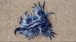 Chiêm ngưỡng 'sát thủ đẹp nhất đại dương' trôi dạt vào bờ biển Nam Phi