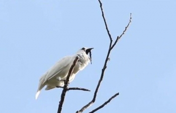 Loài chim 'ồn ào' nhất thế giới: Tiếng kêu còn lớn hơn nhạc Rock