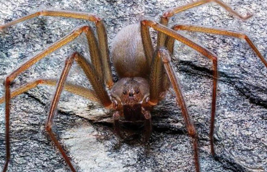 Độ nguy hiểm của loài 'nhện ẩn dật' vừa được phát hiện ở Mexico