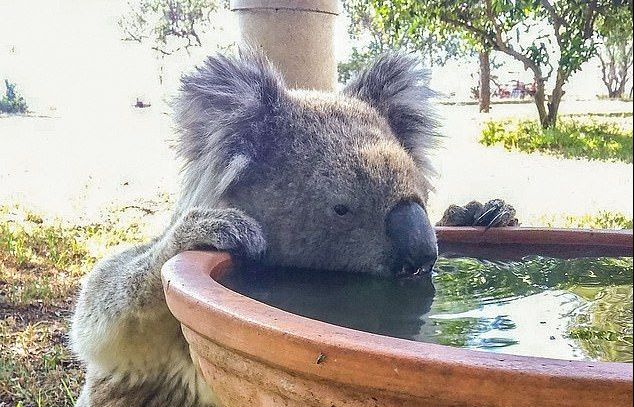 Gấu koala xin người qua đường cho uống nước