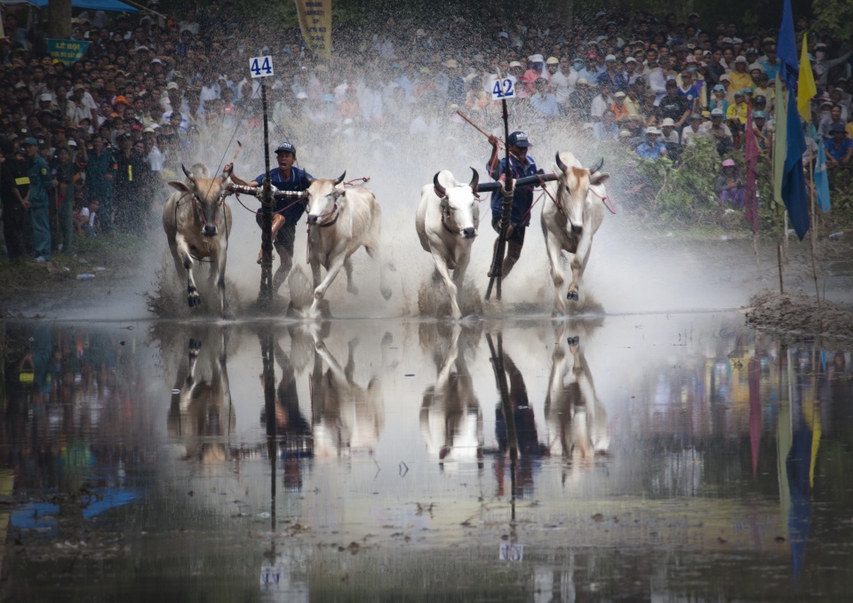 xem dua bo o an giang