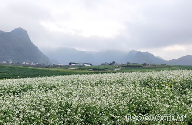 cánh đồng hoa cải trắng trải dại tại cao nguyên Mộc Châu