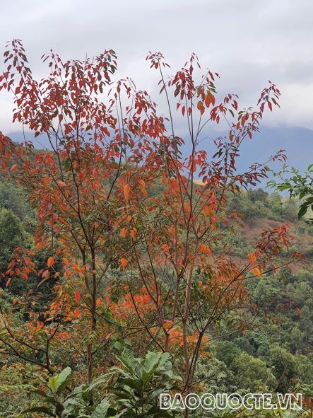 A8- cận cảnh những cây lá đỏ trên đỉnh núi Tênh Phong - Tuần Giáo - Điện Biên