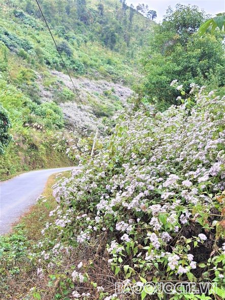 Vạt hoa rừng trên đường lên đỉnh núi Tênh Phông huyện Tuần Giáo, tỉnh Điện Biên
