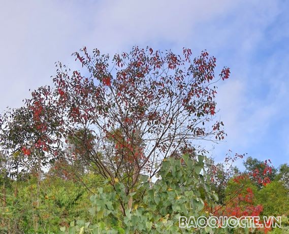 những cây lá đỏ thường gặp tại đèo Tằng Quái cung đường từ Tuần Giáo về thành phố Điện