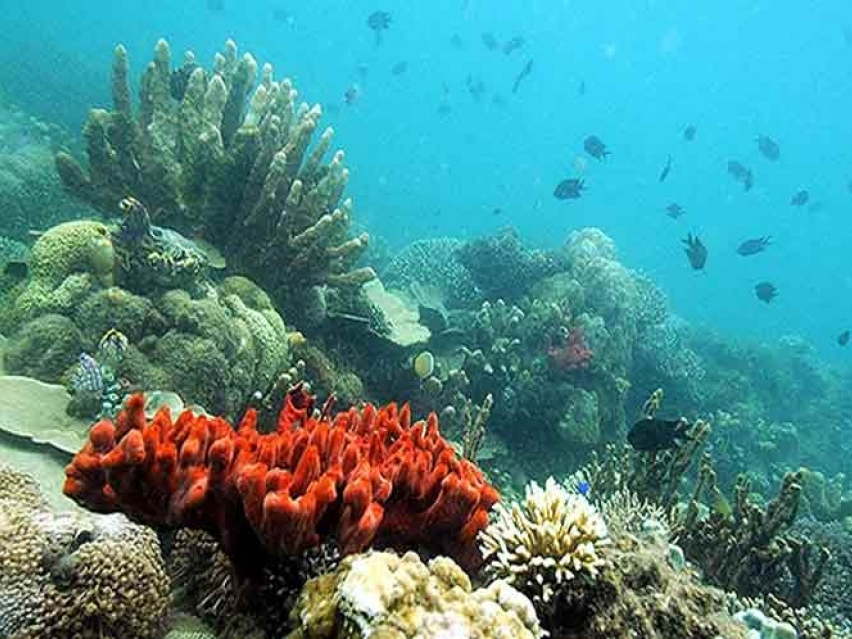 Phát hiện các rạn san hô mới tại vùng biển Caribbean