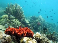hy vong moi giai cuu ran san ho lon nhat the gioi great barrier