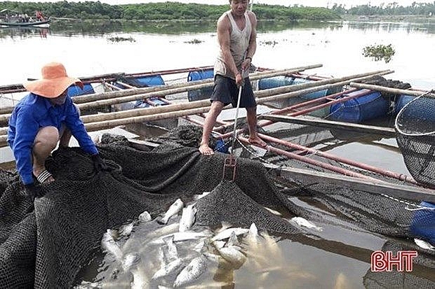 ha tinhs cage fish farmers restore production