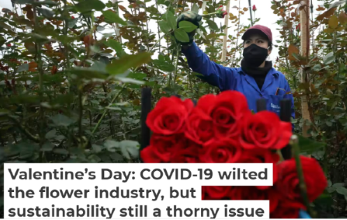 Một công nhân cắt hoa hồng tại một trang trại hoa ở Madrid, Colombia để chuyển đến Mỹ và châu Âu. (Ảnh AP)