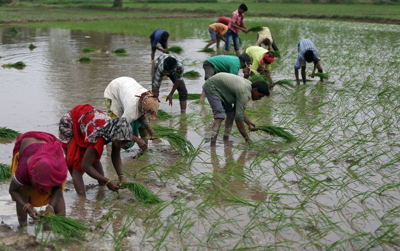 Giá gạo Ấn Độ chạm mức cao nhất của 9 tháng do nhu cầu phục hồi