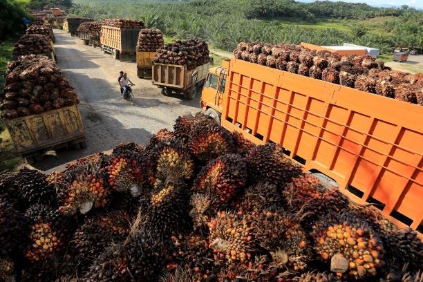 Indonesia temporarily waives palm oil export levy