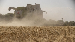 Thổ Nhĩ Kỳ: Thỏa thuận ngũ cốc cần phải tách khỏi xung đột Nga-Ukraine
