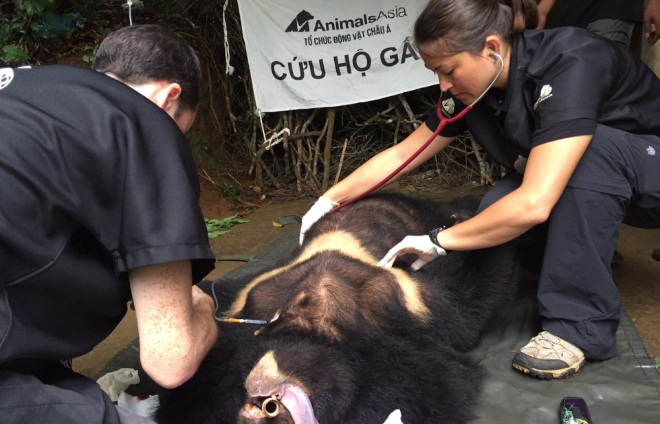 Animals Asia cứu hộ thành công gấu ngựa Bảo Lâm