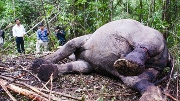 Vietnam strives to conserve elephants