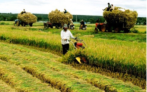 Agricultural restructuring policy contributes to rise in Vietnam’s rice prices. (Source: lapphap)