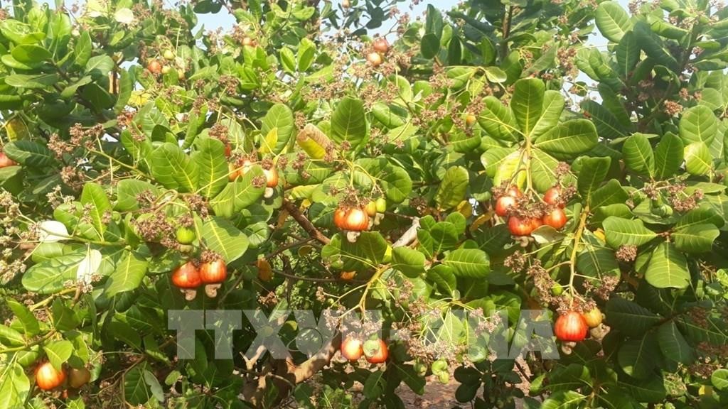 Cashew fruit to harvest season. (source: VNA)