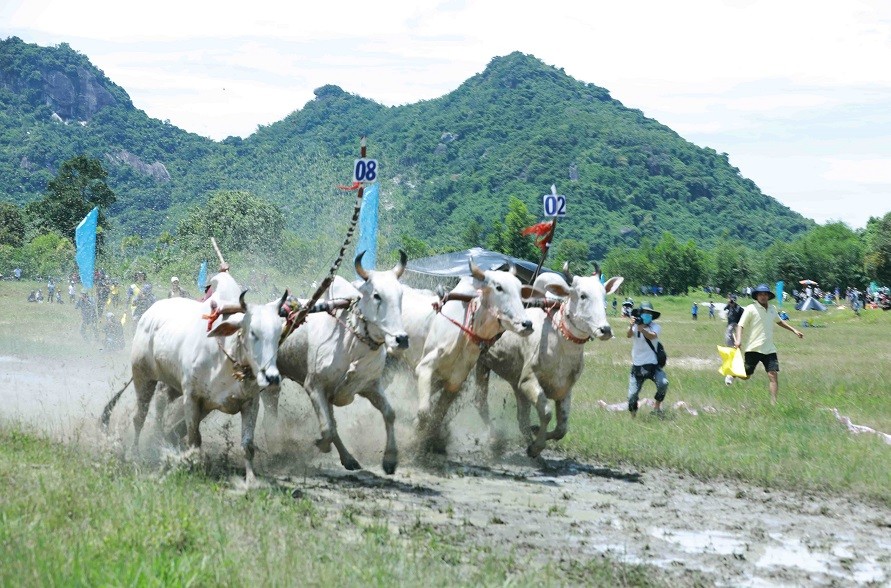 Ox racing festival of the Khmer in An Giang attracts large spectator