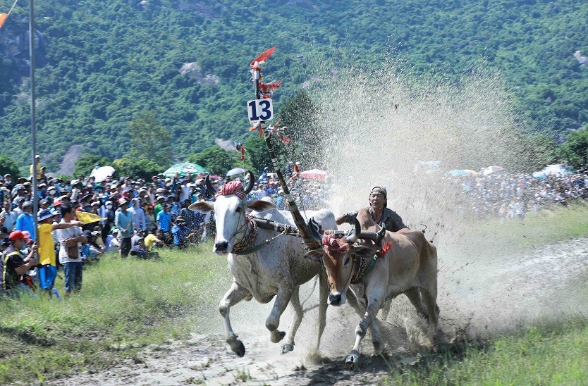 Ox racing festival of the Khmer in An Giang attracts large spectator